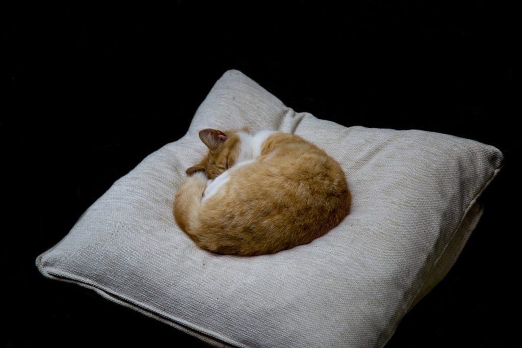 cat on the pillow 1498374530tL0 min